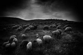 The sheep in the valley (Miki Meir Levi) - Muzeo.com