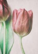 The Spring Lovers (Delphine Devos) - Muzeo.com