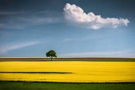 The Tree and the Cloud (Andreas Wonisch) - Muzeo.com