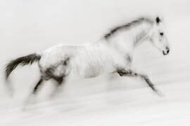 The unique brush stroke (Martine Benezech) - Muzeo.com