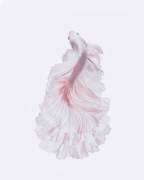 The white dress (Andi Halil) - Muzeo.com