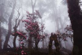 Through the fog (Dmitry Kupratsevich) - Muzeo.com