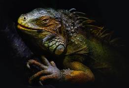 Time of molting (Santiago Pascual Buye) - Muzeo.com