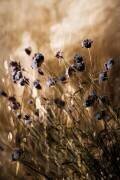 To Be Free in Light (Delphine Devos) - Muzeo.com