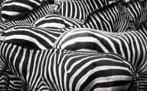 Together (Roelof de Hoog) - Muzeo.com
