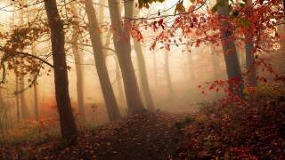 Towards the light (Leif Londal) - Muzeo.com