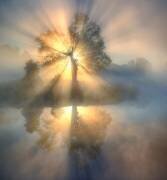 Tree of light (Keller) - Muzeo.com