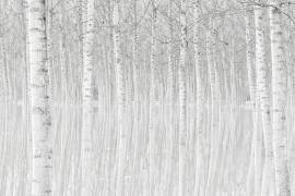 Trees (Aglioni Simone) - Muzeo.com