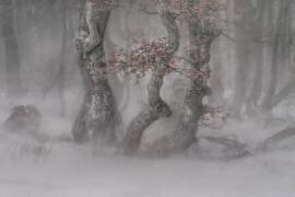 Trees in  the blizzard (Peter Svoboda MQEP) - Muzeo.com