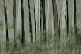 Trees in motion (Nel Talen) - Muzeo.com
