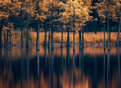 Trees in the Water (Majid Behzad) - Muzeo.com