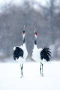 Tsuru (Crane), pair (Katsu Uota) - Muzeo.com