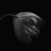 Tulip in monochrome (Lotte Gronkjar) - Muzeo.com