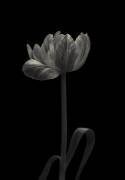 Tulip mania (Lotte Gronkjar) - Muzeo.com