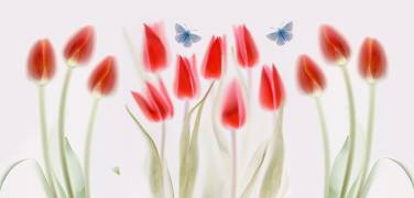 Tulips (Mandy Disher) - Muzeo.com