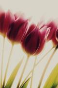 Tulips (Rosalinde Philippin-Lipscomb) - Muzeo.com