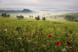 Tuscan spring (Daniel Řeřicha) - Muzeo.com