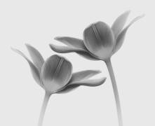 Twice the same (Lotte Gronkjar) - Muzeo.com