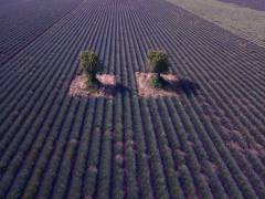 Twins (Jure Kravanja) - Muzeo.com
