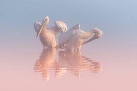Two Pelicans (Natalia Rublina) - Muzeo.com