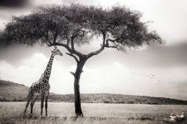 Under the African sun (Piet Flour) - Muzeo.com