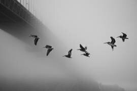 Under the Golden Gate (Robin Wechsler) - Muzeo.com