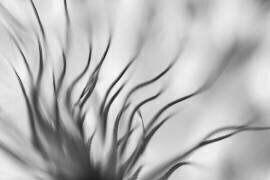 Untitled (Keren Or) - Muzeo.com