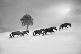Untitled (Todor Tanev) - Muzeo.com