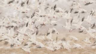 Untitled (Qingsong Wang) - Muzeo.com