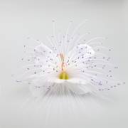 Untitled (Rico Cavallo) - Muzeo.com