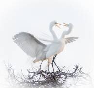 Untitled (Alex Li) - Muzeo.com
