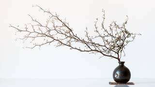 Vase And Branch (Prbimages) - Muzeo.com