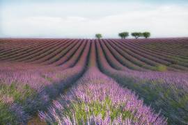 Velours de Lavender (Margarita Chernilova ) - Muzeo.com