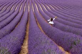 Violet (Massimo Della Latta) - Muzeo.com