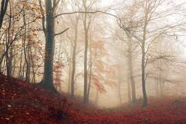 Waiting for the deer (Leif Londal) - Muzeo.com
