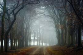 Walk This Way (Ellen Borggreve) - Muzeo.com