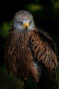 Watchful (Jose Parejo) - Muzeo.com