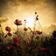 Watching the Sun (Christian Marcel) - Muzeo.com