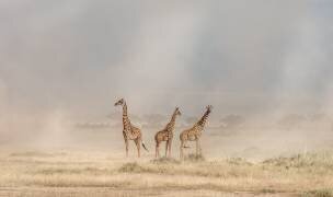 Weathering the Amboseli Dust Devils (Jeffrey C. Sink) - Muzeo.com