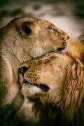 What is love (Mohammed Alnaser) - Muzeo.com