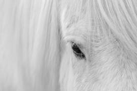 Whisper of Iceland (John Fan) - Muzeo.com