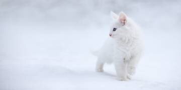 White as Snow (Esmée Prexus) - Muzeo.com