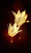 White tulips (Anna Cseresnjes ) - Muzeo.com