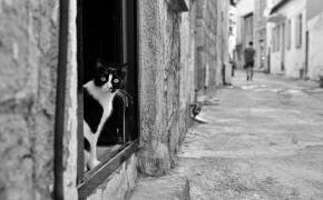 who is it? (Mina Bal) - Muzeo.com