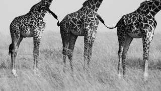 Wild Connection (Mohammed Alnaser) - Muzeo.com