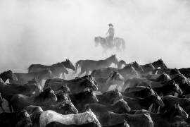 Wild Horses (Durmusceylan) - Muzeo.com