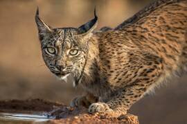 Wild Iberian Lynx (Xavier Ortega) - Muzeo.com