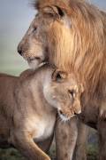 Wild love (Ali Khataw) - Muzeo.com