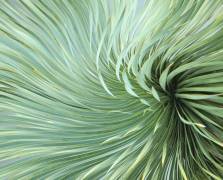 Winter Wind Dances (Robin Wechsler) - Muzeo.com