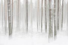 Winterforest in Sweden (Christian Lindsten) - Muzeo.com